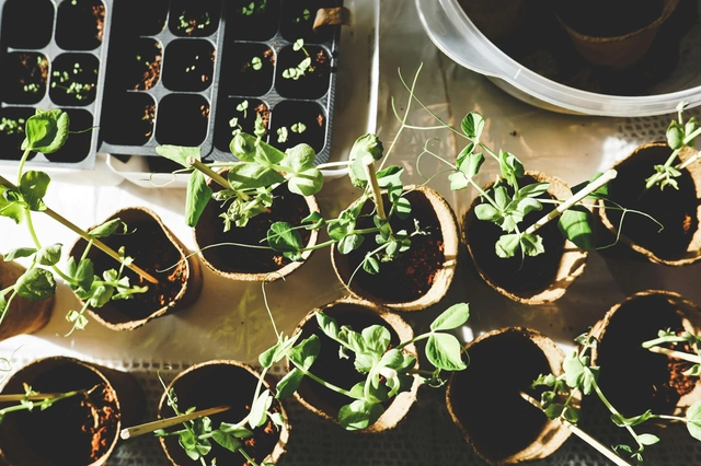 Urban Gardening image